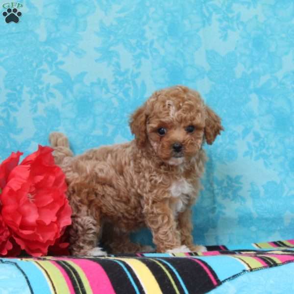 Tulip, Cavapoo Puppy